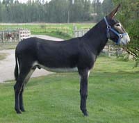 Henry Mule Company - Homestead Business Directory